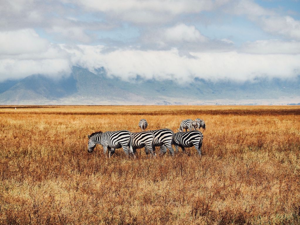 Zebra Ngorongoro crater Tanzania
